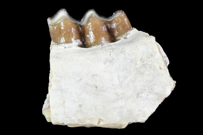 Oreodont (Leptauchenia) Jaw Section - South Dakota #73659